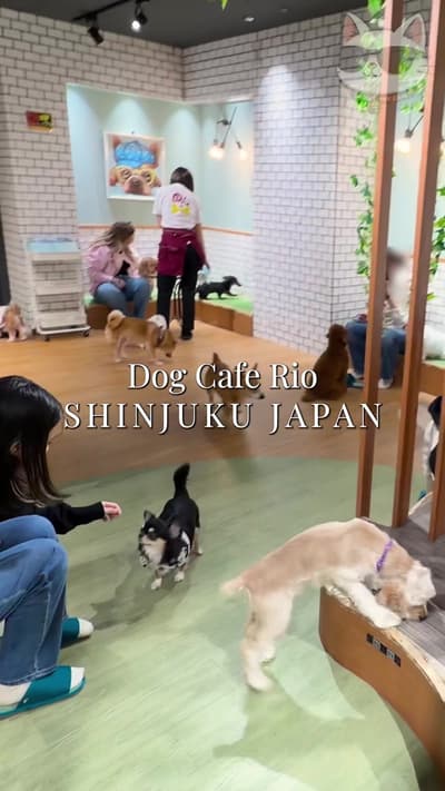Japan Dog Cafe Rio in Shinjuku with many cute puppies #dogs #japan #dogcafe #japantravel
Tagged loca