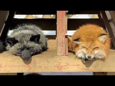 Japan's Snow Fox Village!! Enter a world inhabited by 100 fluffy foxes🦊