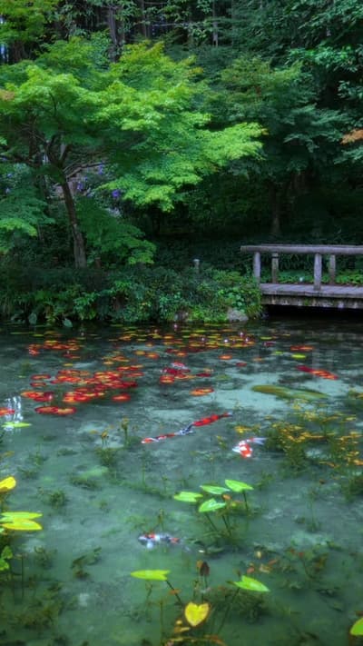 まるで絵画の世界🌿 A pond that looks like a Monet painting🎨 📍 モネの池/ Gifu,Japan 📹 lumix s5ii ━━━━━━━━━━━━━