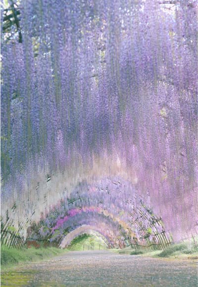 📍河内藤園。何度見ても感動してしまう✨ - This wisteria garden was once named one of the “31 most beautiful places in J