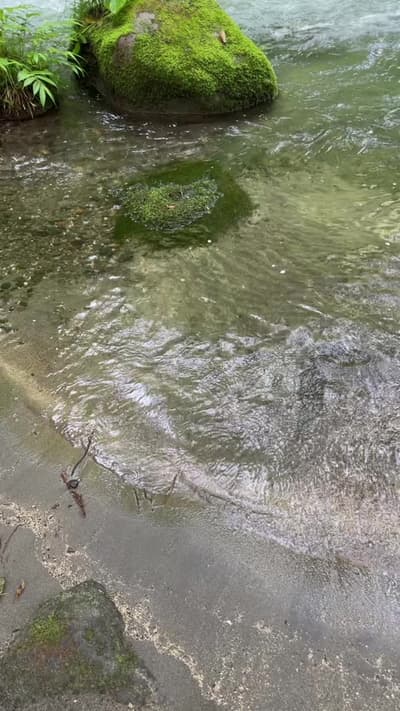 Moss-covered rocks beside a quiet stream in Oirase Gorge, Aomori, Japan. Nature, as it is. #OiraseGo