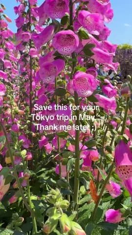 Ashikaga Flower Park is unreal #asiatravel #tokyotravel #fyp #flowergarden
Tagged location: Ashikaga