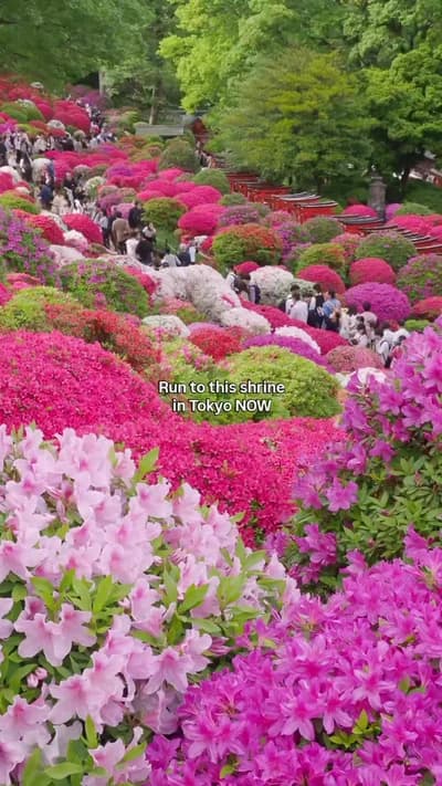 After sakura season is azalea season 😍😍 This is the best location to see those flowers in Tokyo! �