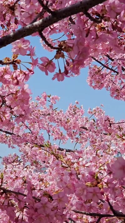 Spring is nearing! 🌸 Here are a few of my favorite cherry blossom spots across Kyoto to add to your