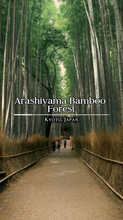 Arashiyama Bamboo Forest Kyoto Japan #ArashiyamaBambooForest #WisataKyoto #WisataJapan #creatorsearc