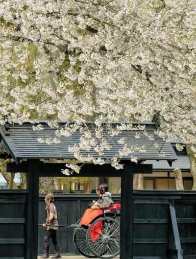 When people think of cherry blossom season in Japan, most immediately picture Tokyo or Kyoto. But in