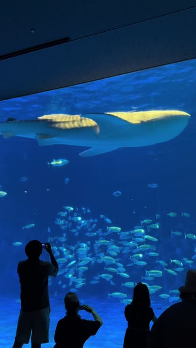 The Io World Kagoshima City Aquarium, one of the largest aquariums in Kyushu, Japan. Located just by