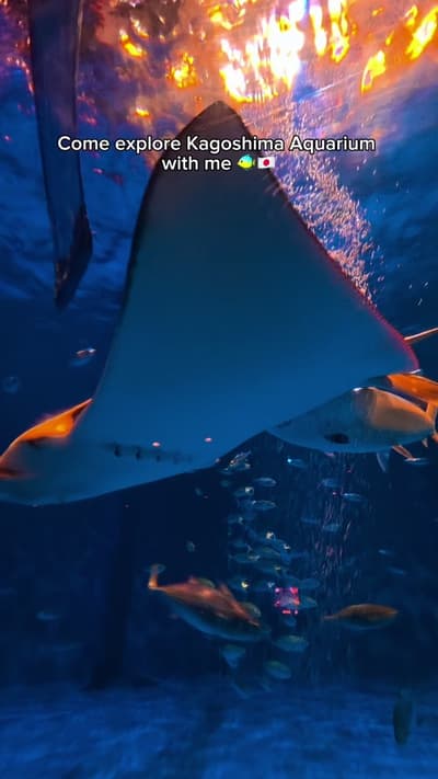 Come with me as I explore Kagoshima Aquarium, home to one of Japan’s incredible whale sharks 🦈🇯🇵 