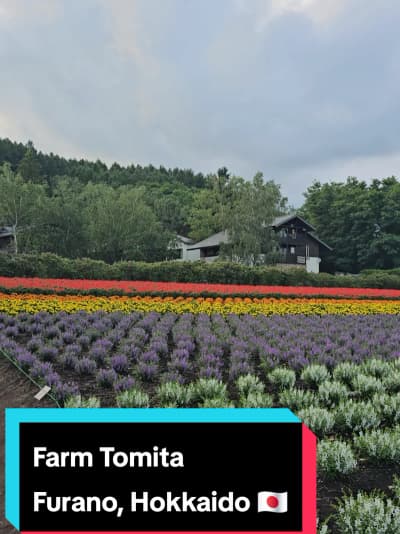 Farm Tomota in Furano, Hokkaido, Japan 🇯🇵🪻🌸💐🌺🌹 #travel #japan #furano #farmtomita #flowers
Ta