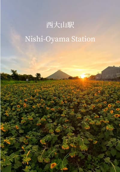 日本最南端のJR駅の向日葵畑 「薩摩富士」と呼ばれる美しい開聞岳を背景に南国らしい絶景を楽しめる 📍 西大山駅（鹿児島県指宿市） 〒891-0514 鹿児島県指宿市山川大山 見頃 例年7月下旬〜8月