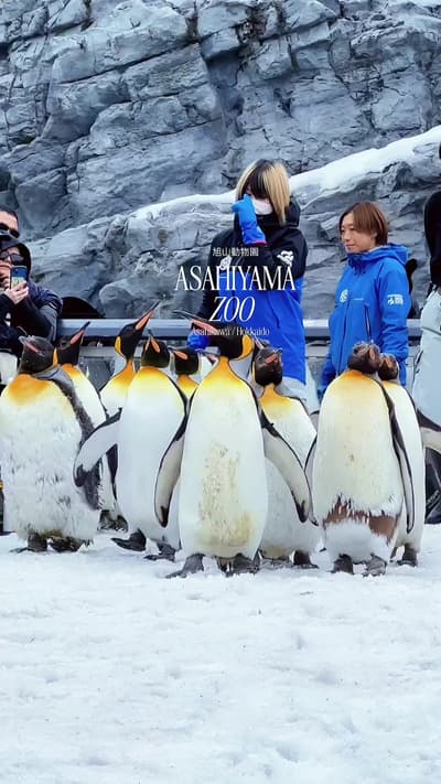 Asahiyama Zoo :Asahikawa / Hokkaido มาดูน้องเพนนี่ 🦊🐨🐬🦝🐻‍❄️🐧
Tagged location: Asahiyama Zoo — 
