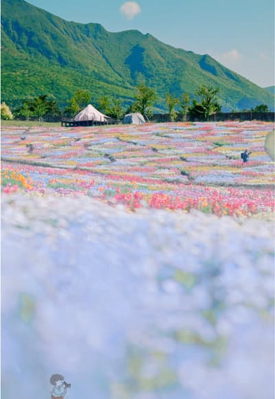 一度にこれだけの花景色が楽しめるのほんとすごい【完全版】Date:2026/05/15 - It’s amazing how many flower landscapes you can enjoy 