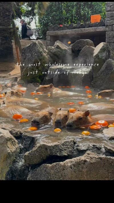 Most wholesome experience just outside Tokyo 🥹♨️ You need to watch the Capybaras relax in their hot