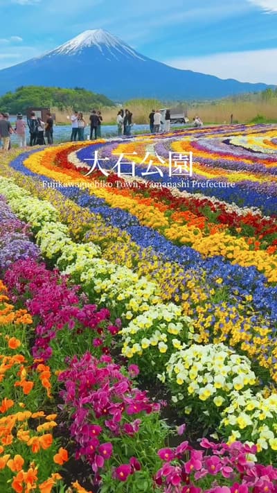 河口湖の大石公園のネモフィラは満開。カラフルに彩られた花たちも富士山と一緒になって非常にキレイでした。The nemophila flowers at Oishi Park in Lake Kawag