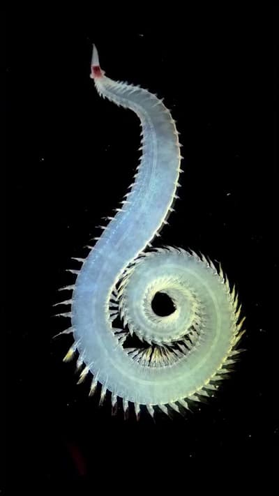 Spotted a Glyceridae polychaete worm in the tidal flats of Iriomote, Japan. These bristle worms are 