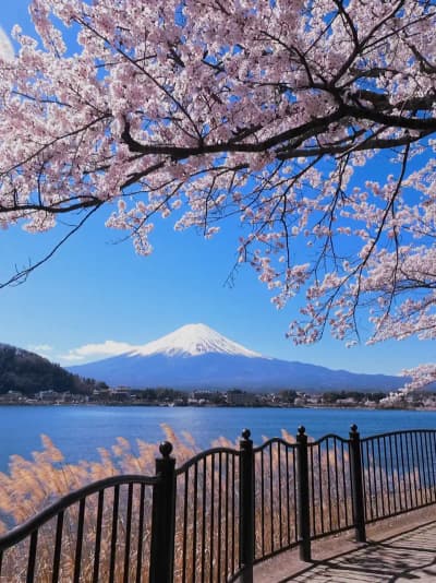 まるで絵のような富士山と桜🌸 A Picture-Perfect Fuji & Sakura View🇯🇵 #fuji #sakura
Tagged location: Mount Fuji —