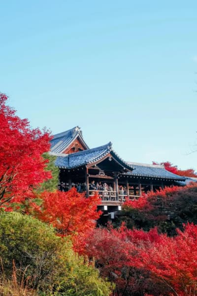 📍Tofukuji Temple | Tokyo 🗓️Mid Nov ~ Late Nov 🚃Approx 10 mins walk from Tofukuji station #kyoto #