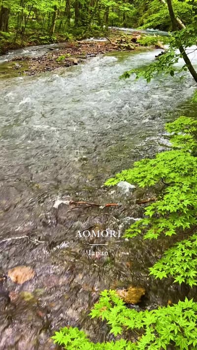 📍 Oirase Gorge 🇯🇵 Aomori The lush moss and crystal stream were wonderfully refreshing. ✨ Please f