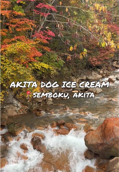 Akita dog ice cream 450¥ Hot coffee 400¥ 📍Kyukamura Nyuto Onsenkyo 休暇村 乳頭温泉郷, Semboku, Akita Enjoy 