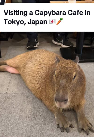 SAVE this if you’re planning to visit a capybara cafe in Tokyo 🇯🇵 📋 reservations must be made in 