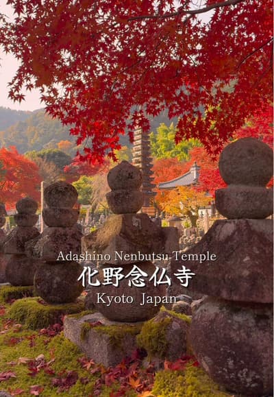 今年行ってほしい！京都の紅葉スポット🍁 🗾📍化野念仏寺 (あだし野念仏寺) 嵐山周辺にある化野念仏寺は、境内に奉る多くの石仏が特徴的な寺院で、秋の紅葉スポットとしても知られている。 11月上旬に