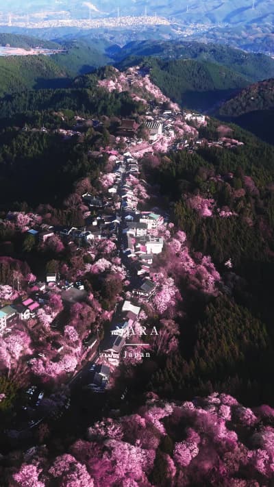📍Mt. Yoshino -吉野山- Nara, 奈良 Beautiful places in Japan 🇯🇵 約1300年前から「ご神木」として人々に守られ続けてきた、奈良・吉野山の桜です。