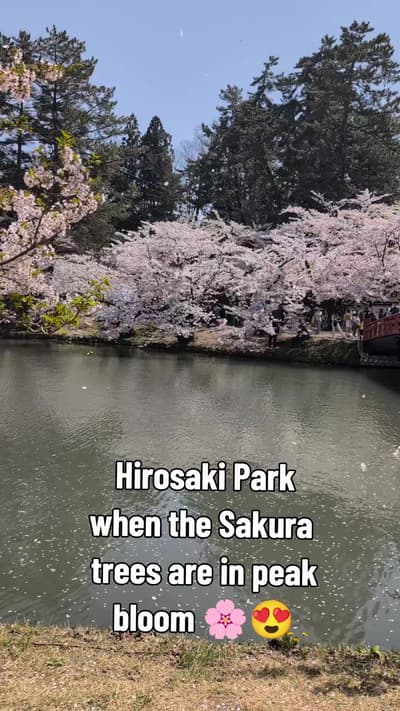 Hanami (花見, "flower viewing") is the traditional Japanese custom of enjoying the transient beauty of